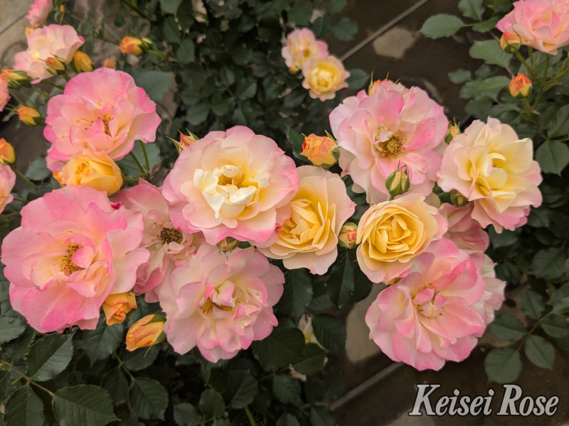 2-88013-800 citrinerouge.jpg